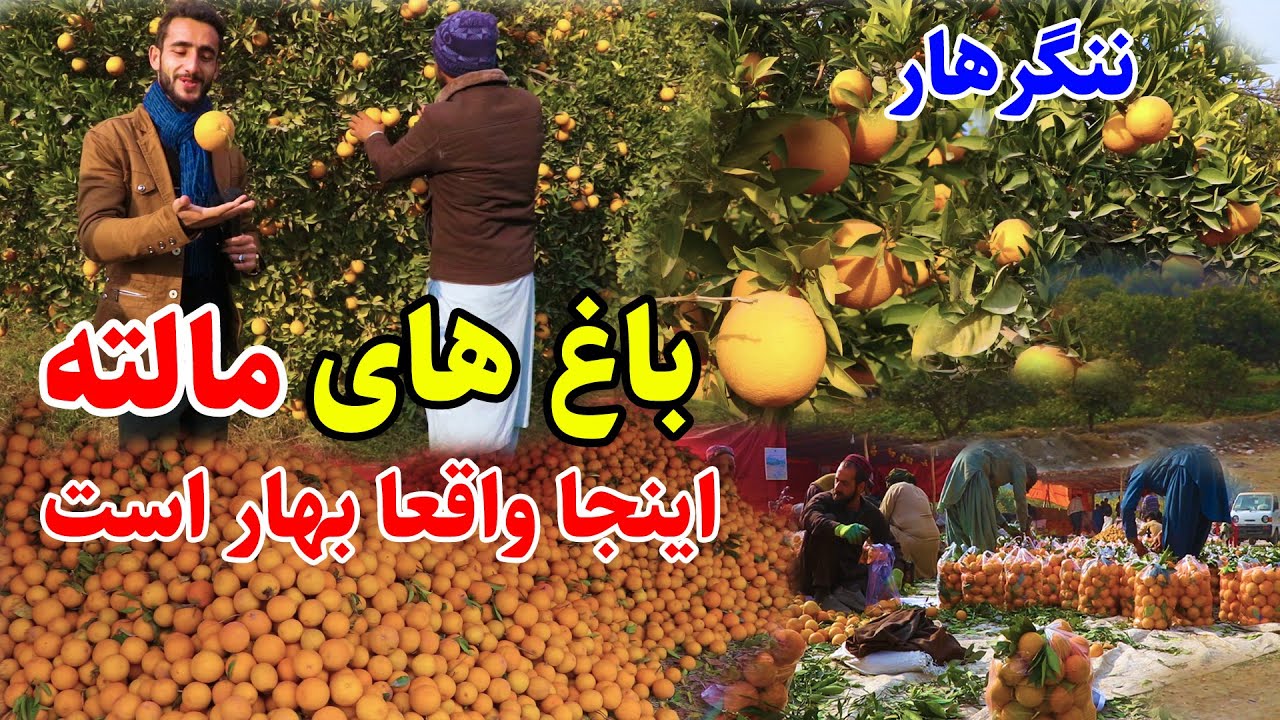 گزارش عمران حیدری از باغ های مالته و نارنج در جلال آباد