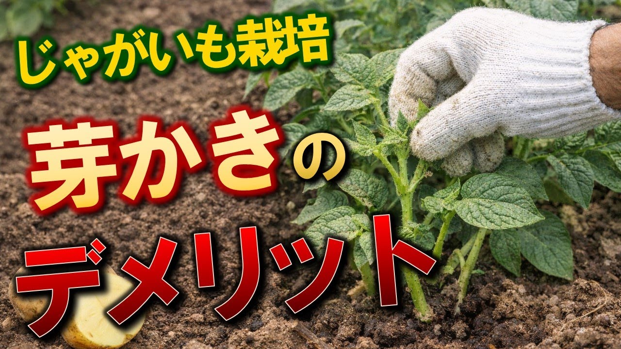 【データで検証】じゃがいもの芽かきは本当に必要？｜家庭菜園