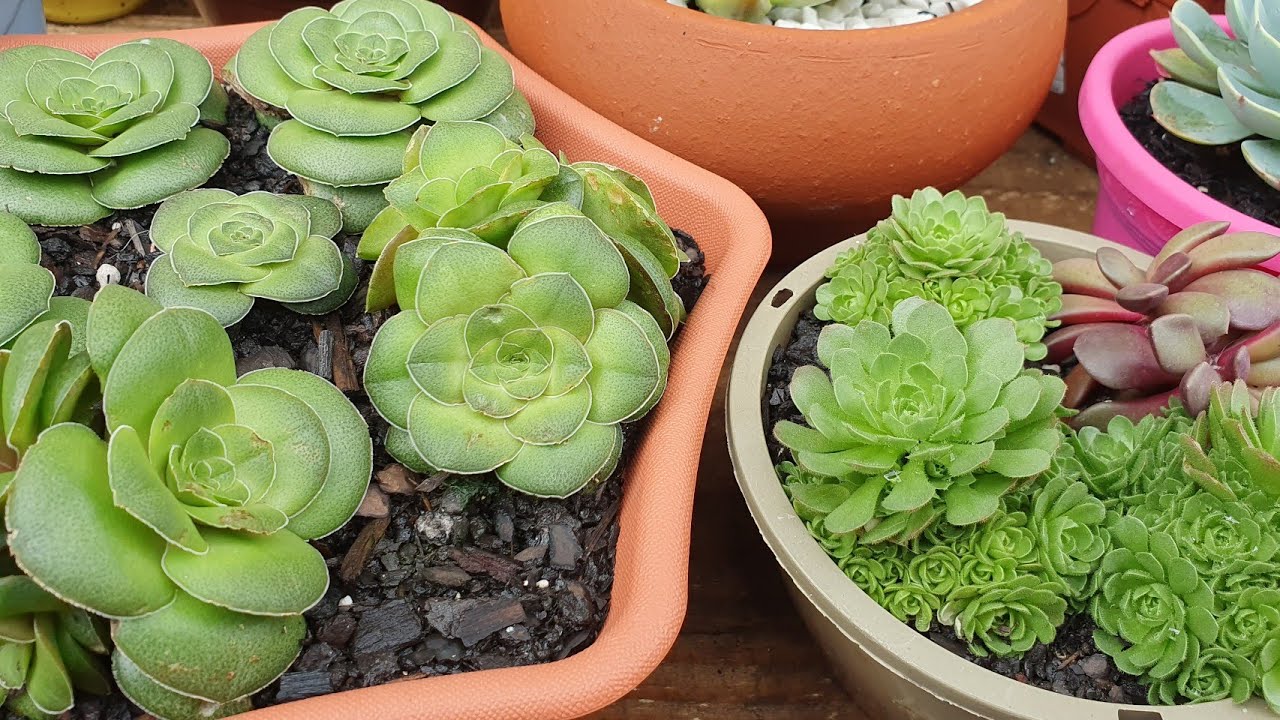 Crassula hemisphaerica e Rosularia Platyphylla Suculentas, duas espécies  fáceis de cultivar, dicas.