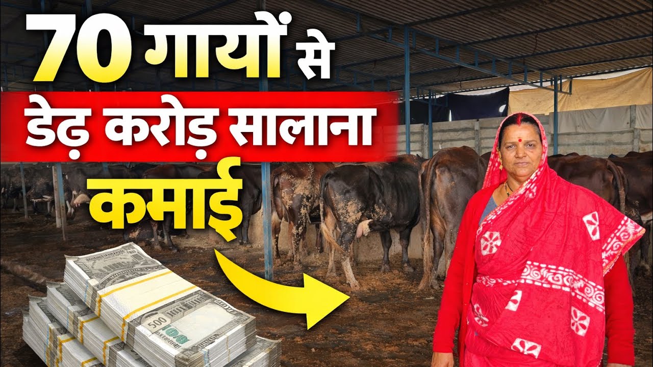  मात्र 70 गाय से कैसे कमाती है महीने का  13 लाख 😵 सफल महिला डेयरी फार्मर 