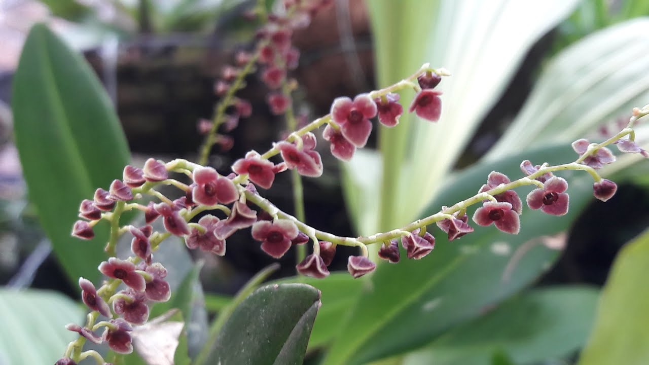 STELIS 