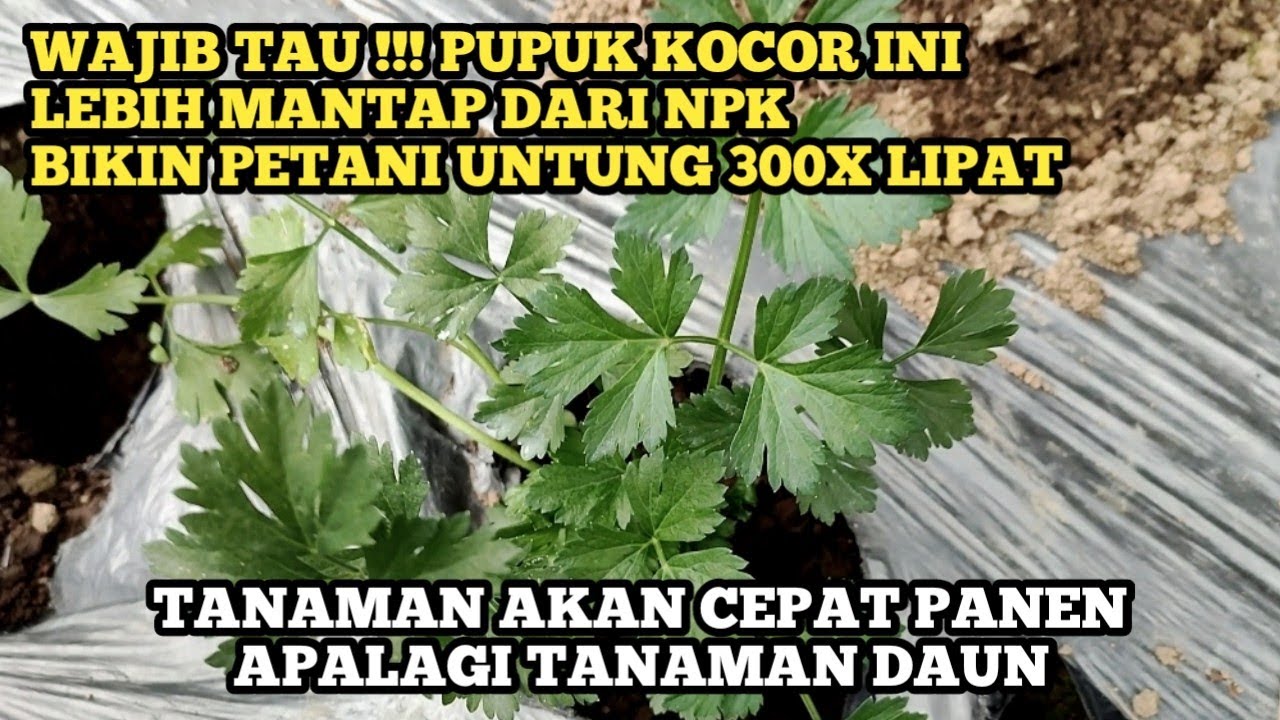 Cek tanaman seledri usia 12 HST setelah di kocor dengan pupuk andalan