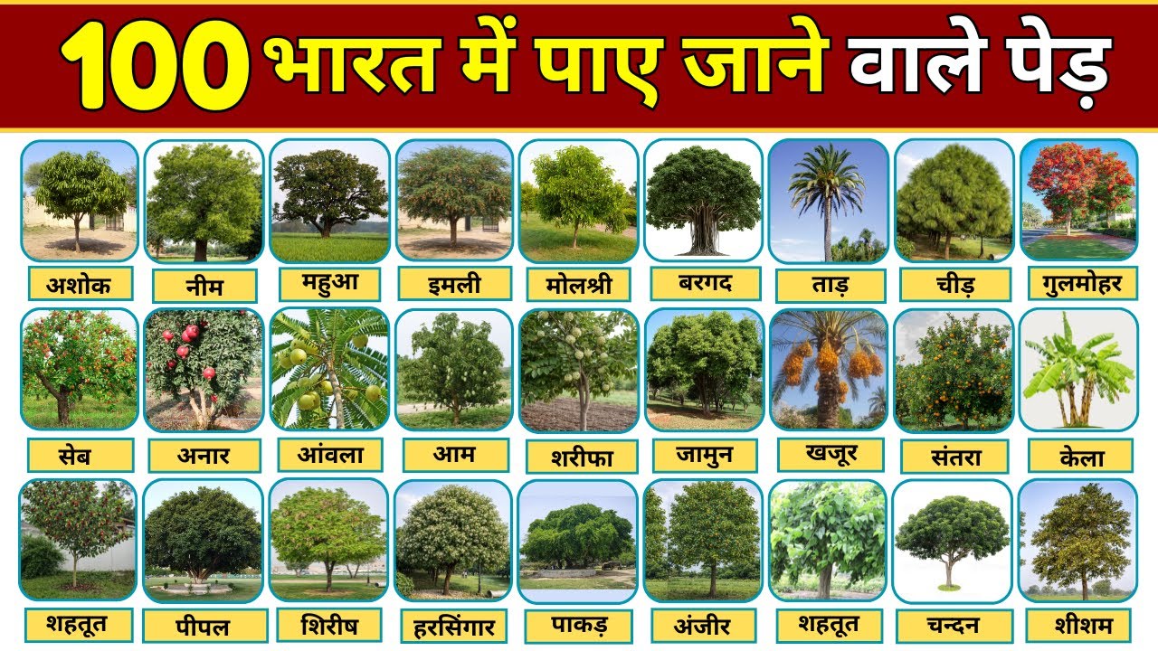 भारत में पाए जाने वाले 100 पेड़ों के नाम | छायादार एवं फल वाले पेड़ | भारतीय पेड़ों के नाम | Tree Name