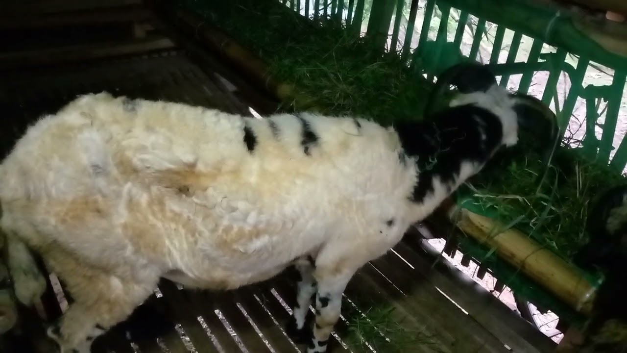 Harga domba Jalu sangkal Garut 1 juta500