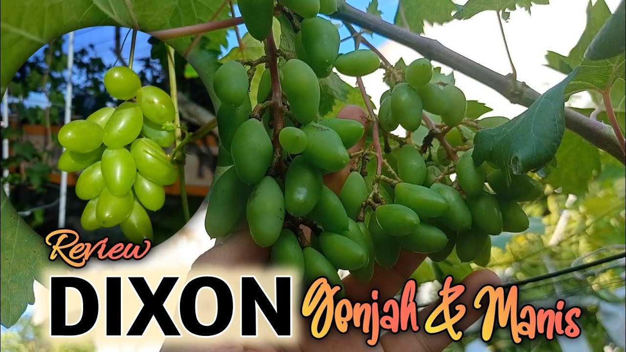 Review Anggur Dixon, Varian 🍇 Hijau Genjah dan Manis