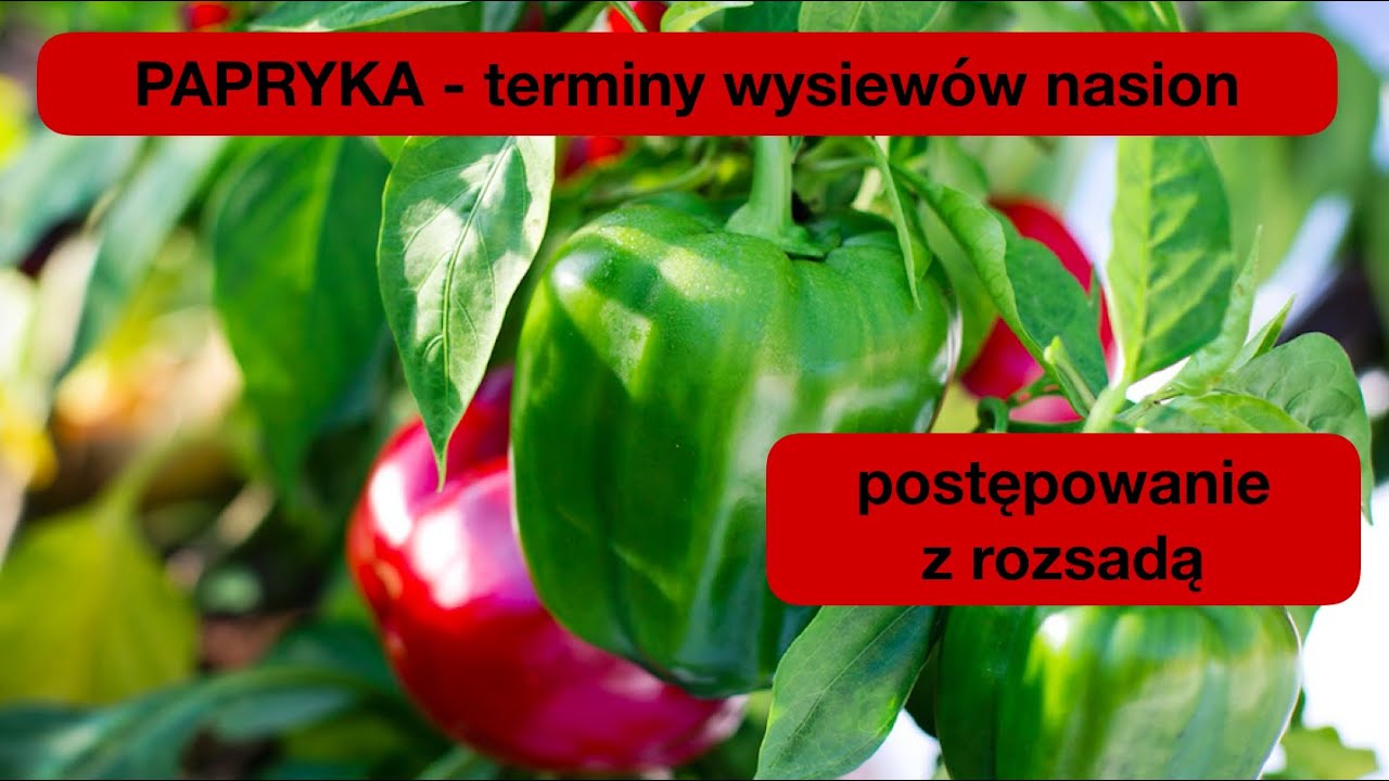PAPRYKA Wspaniała - kiedy wysiewać, jak dbać o rozsadę, by mieć mnóstwo papryki