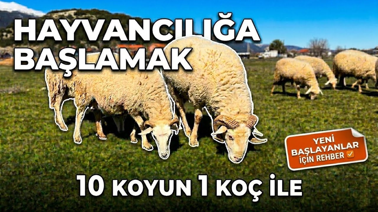 HAYVANCILIĞA BAŞLAMAK 10 Koyun 1 Koç ile: Yeni Başlayanlar İçin Rehber | Animal Farming & Rural Life