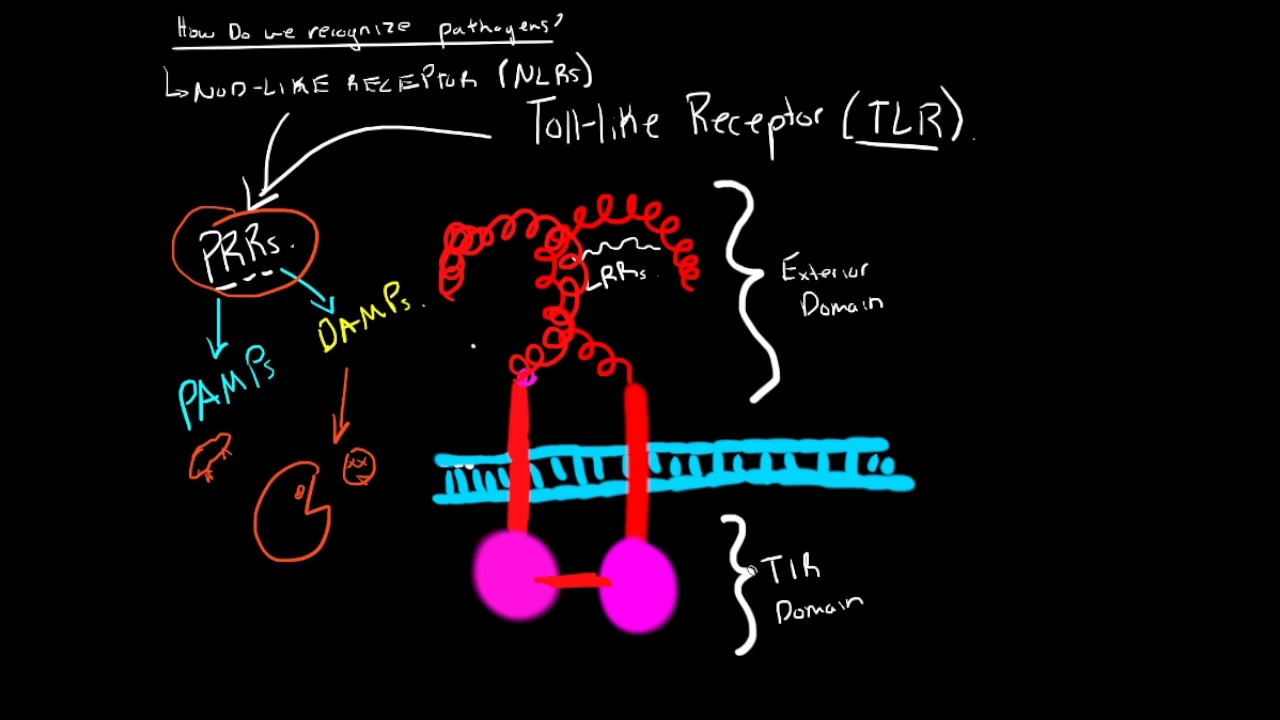 Immunology - Pathogen Recognition Mechanisms