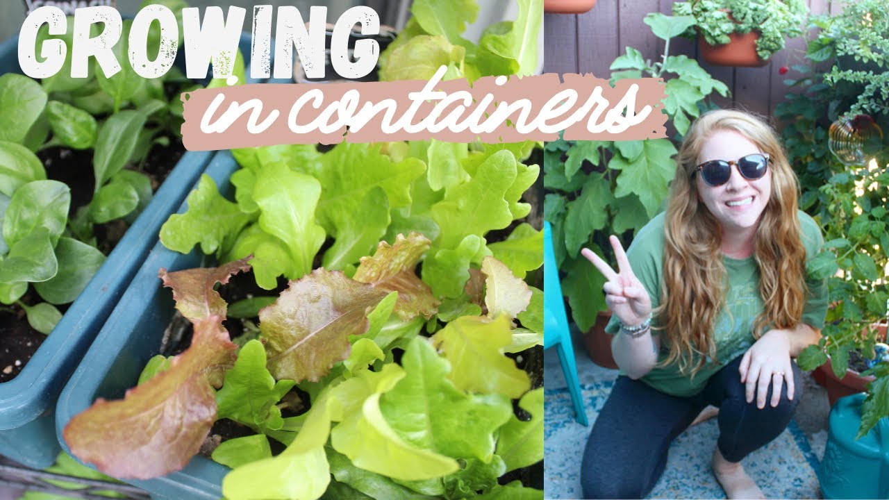 Top Container Garden Questions | Growing On My 84 Sq Ft Balcony | Urban Balcony Garden