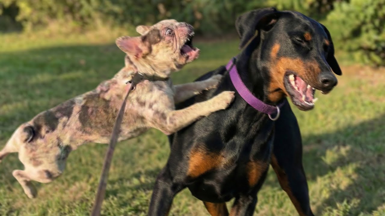 We Rescued this Dog and it Became our Biggest Nightmare&hellip;