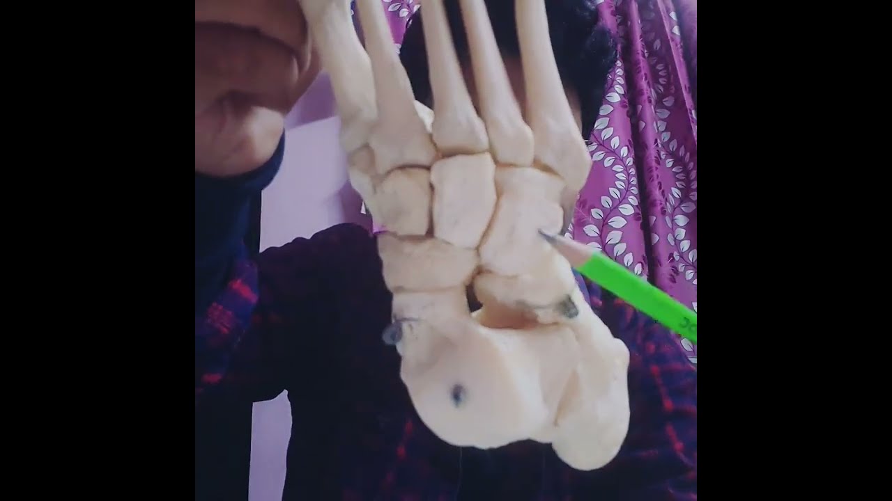 name of tarsal bones