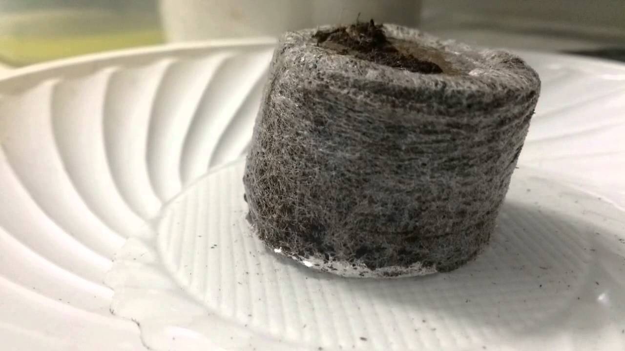 Jiffys para germinaci&oacute;n