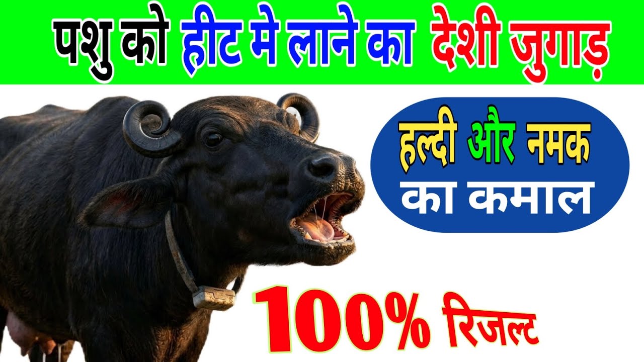 पशु को हीट मे लाने का देशी जुगाड़।। Gaye bhains ko heat me kase layen #buffaloheat#cowheat#Pilania🐃👆