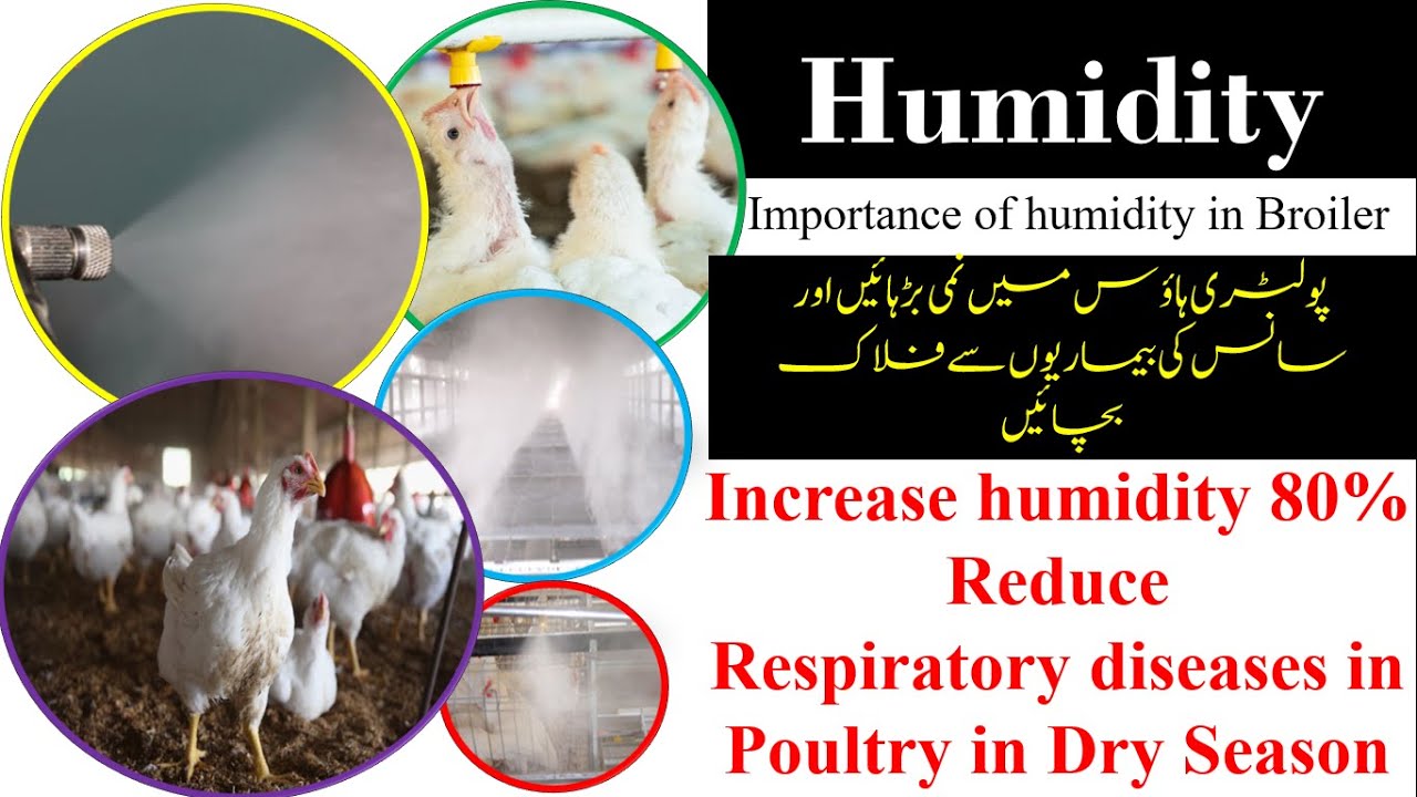 Importance of humidity in poultry | Griffin Poultry