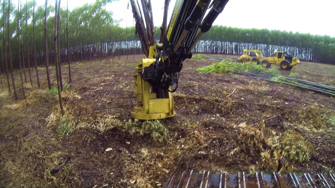 Tigercat full-tree eucalyptus system