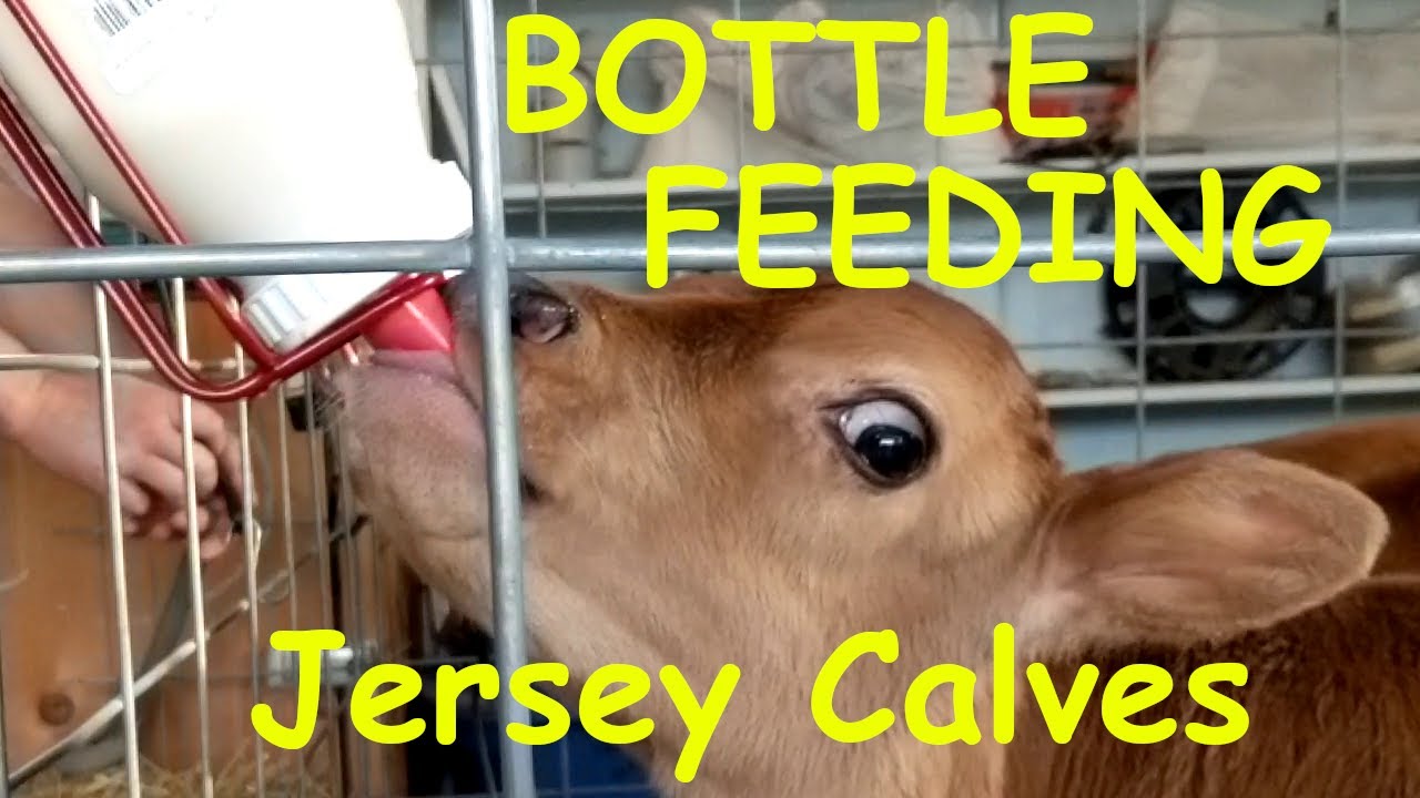 Bottle Feeding Our New Jersey Calves