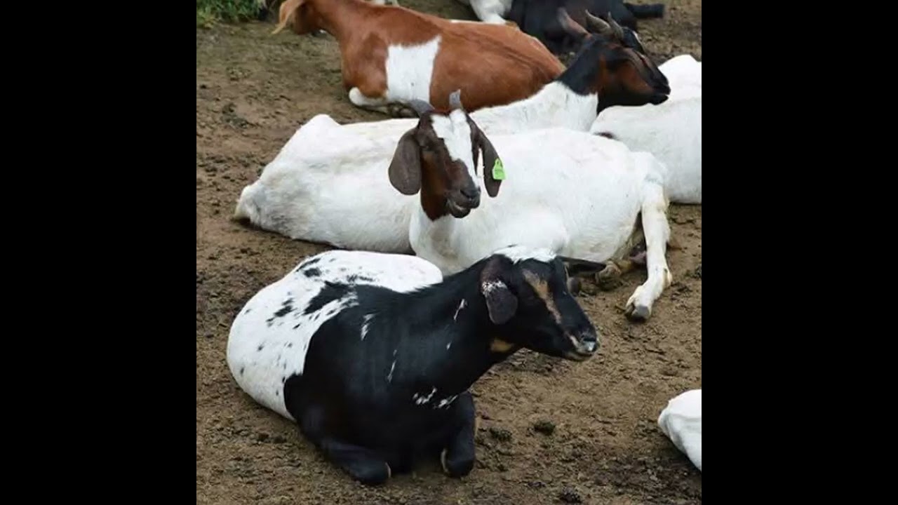 የፍየልና የበግ ዕድሜ ለማድለብ የትኛው የእድሜ ደረጃቸው ተመራጭ ነው? ይህ እድሚያቸው ላይ ማተኮሩስ ምን ይጠቅማል? እድሚያቸውንስ እንዴት መለየት ይቻላል?
