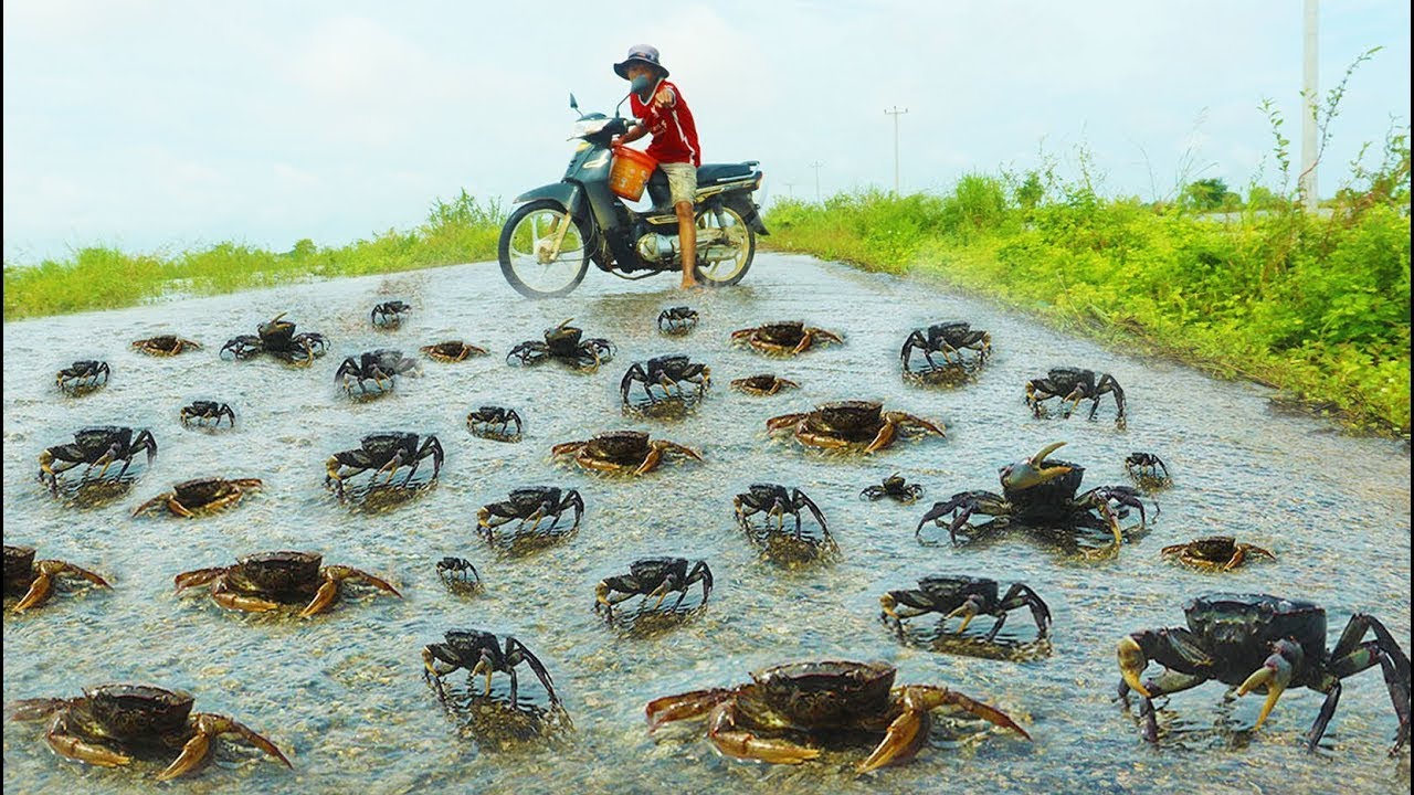 amazing catching crabs! a lot of catch crabs in flood water on the road by a fisherman today