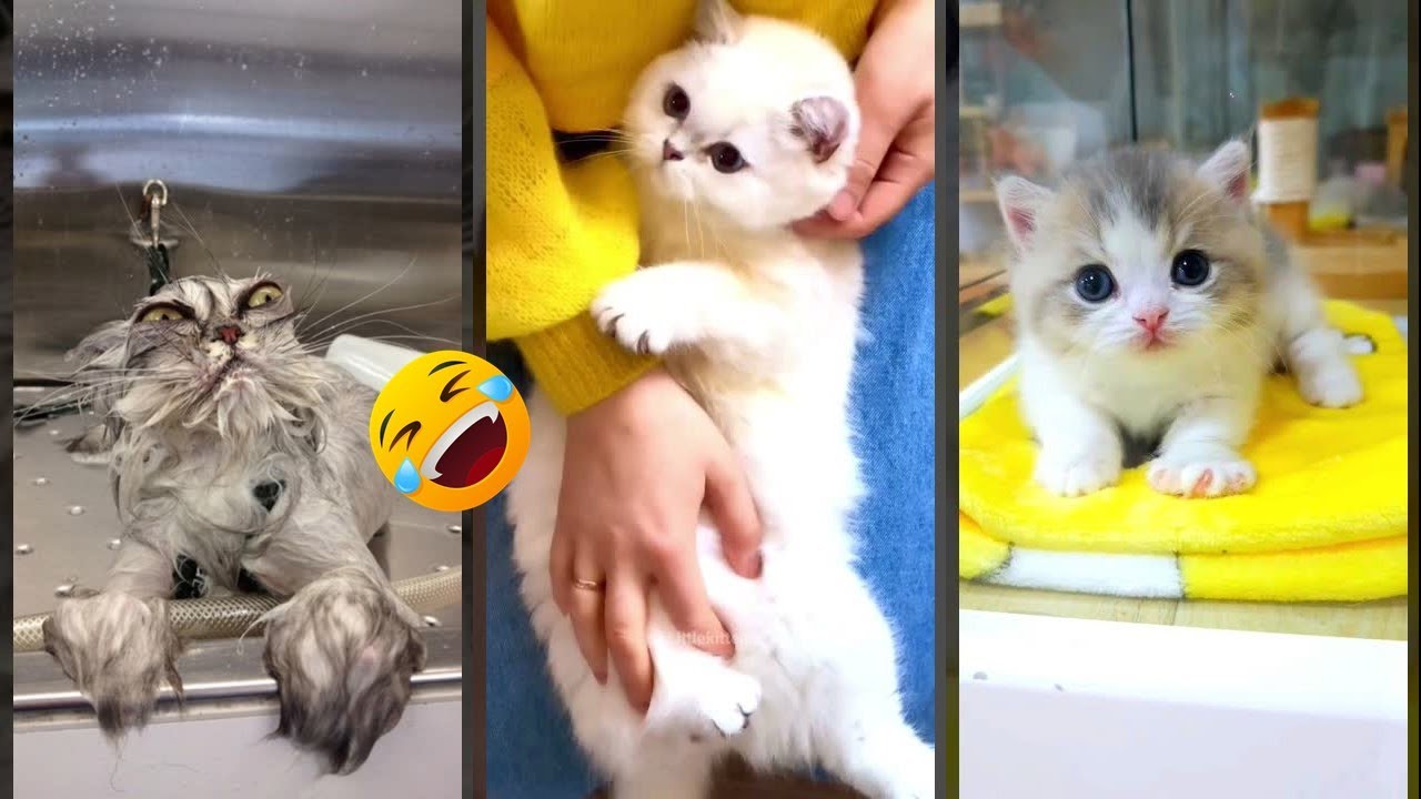 Cute Animals 😾 #funny  😹 #FunnyCats Part 6553