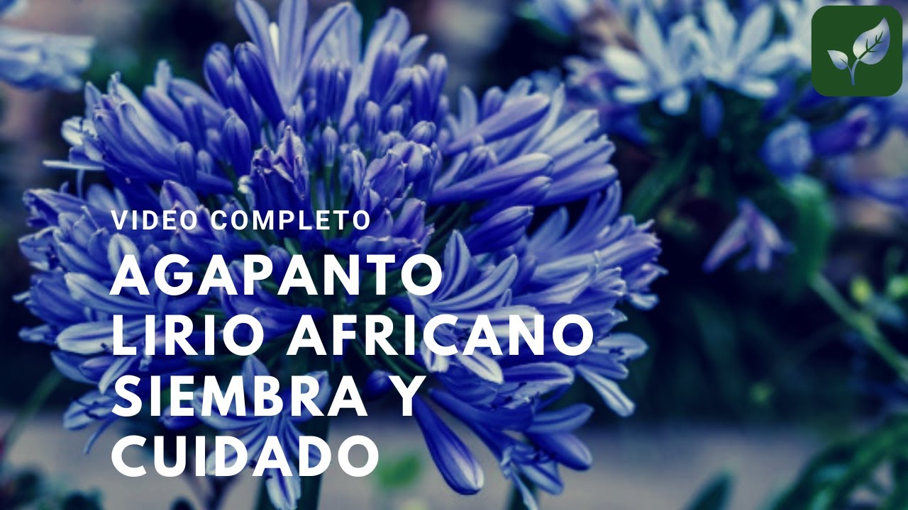 AGAPANTO LIRIO AFRICANO FLOR DEL AMOR CRECIMIENTO Y CUIDADOS