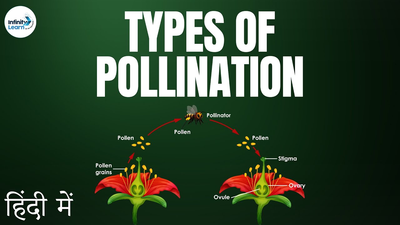 Pollination in Flowers - in Hindi (हिंदी में )