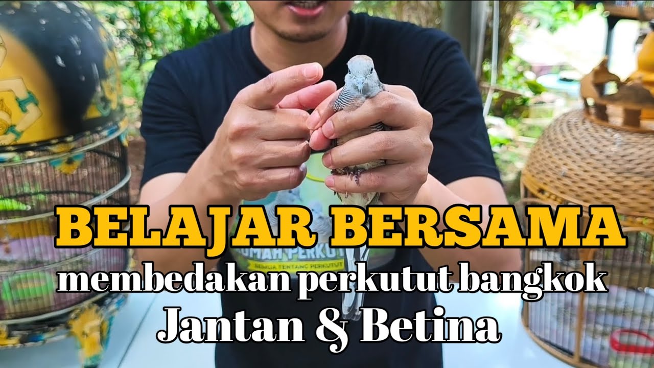 Belajar bersama membedakan perkutut bangkok jantan dan betina