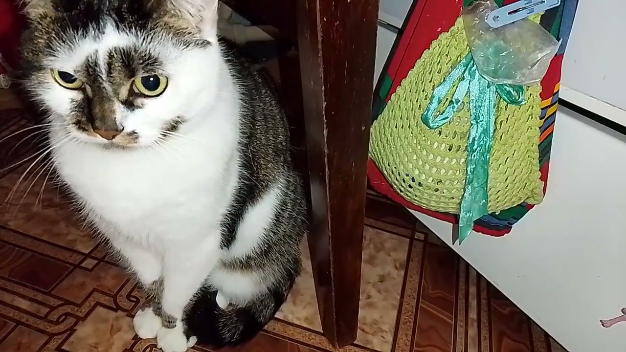 ВЕЧЕРОЧЕК ПРОХОДИТ С ПОЛЬЗОЙ !😸🐾 ИГРУШКИ ИЗ ВСЕГО !😻🙀 ЧТОБЫ КОВЕР 