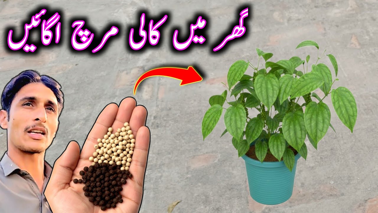 Grow Black Pepper at Home 🌱 | 2 Secret Methods from Cuttings & Seeds | Nawaz Bhutta Vlog