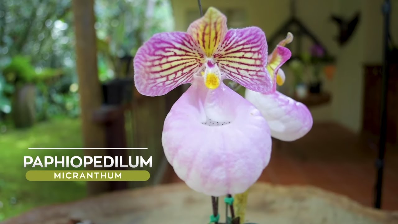 Orquídea Paphiopedilum micranthum