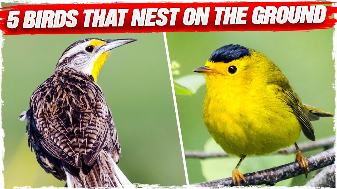 5 Birds That Nest On The Ground (with Pictures)