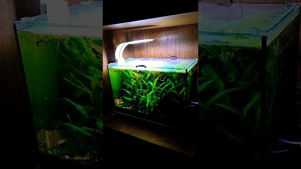 BEST/WORST Aquarium LIVE PLANTS | Cryptocorynes #aquaria #aquascape #fishtank #aquarium#plantedtank