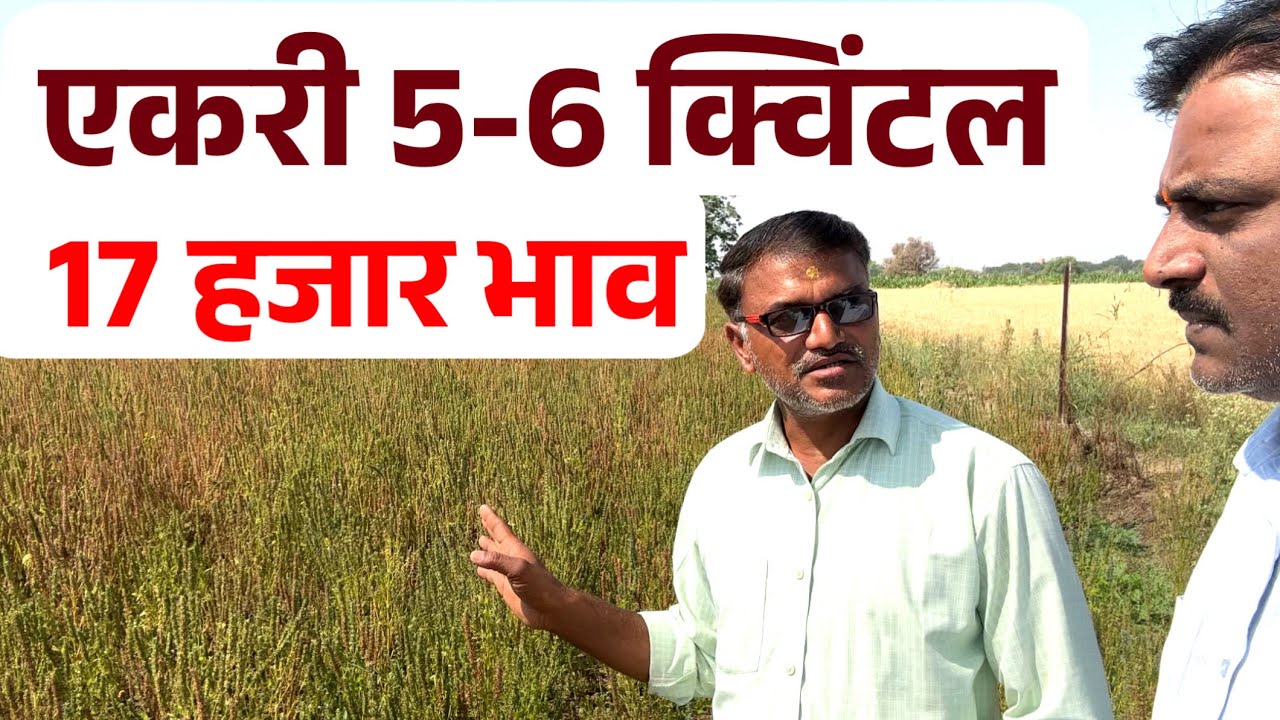 एकरी 5-6 क्विंटल उत्पन्न 17 हजार भाव! | Chia Seed शेतीचे फायदे