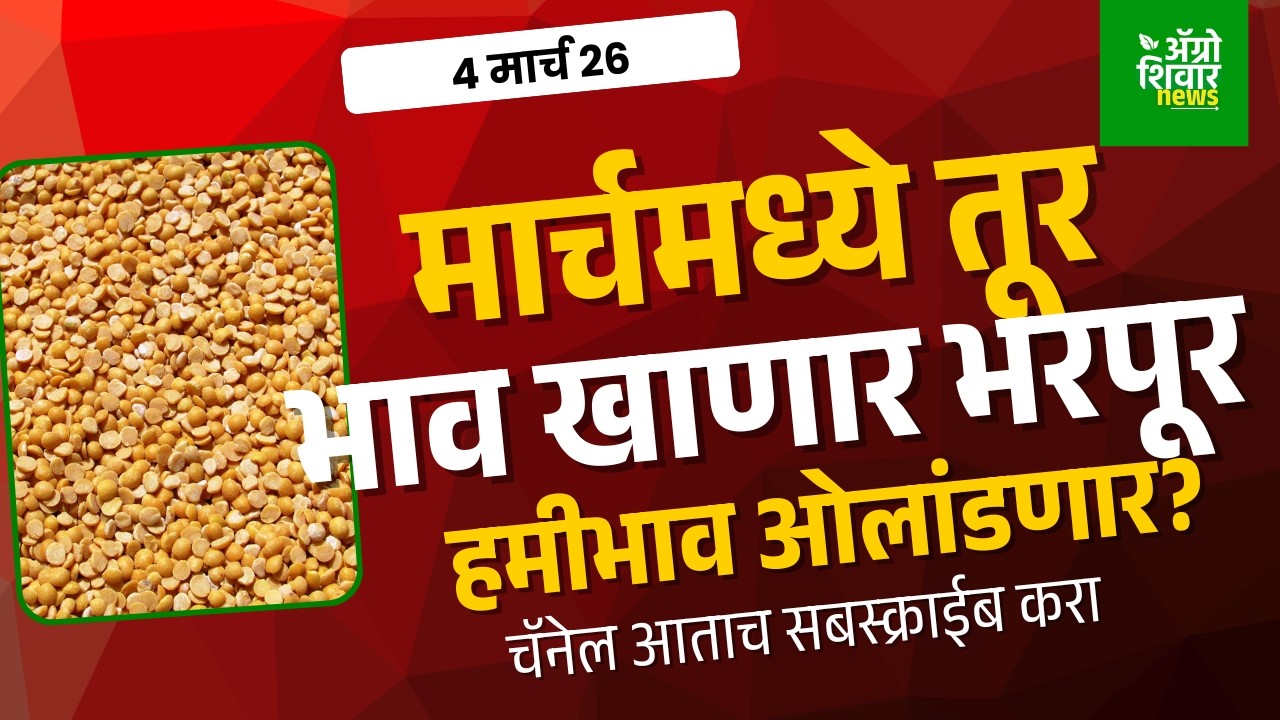 Turbajarbhav: तूर बाजार भाव मार्चमध्ये देणार दिलासा, हमी भाव ओलांडणार? | 4 March 26