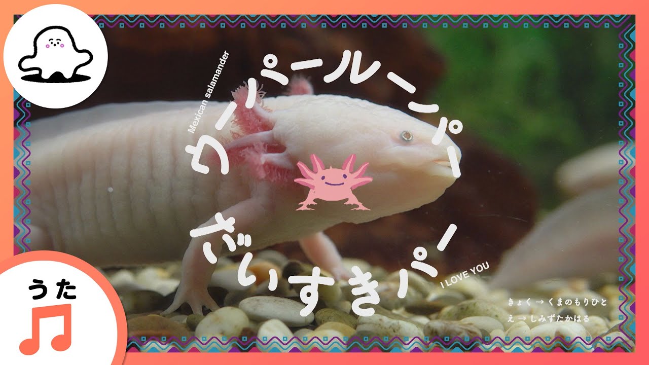 【赤ちゃんが喜ぶ歌】ウーパールーパーだいすきパー【赤ちゃんが泣き止む・喜ぶ動画】
