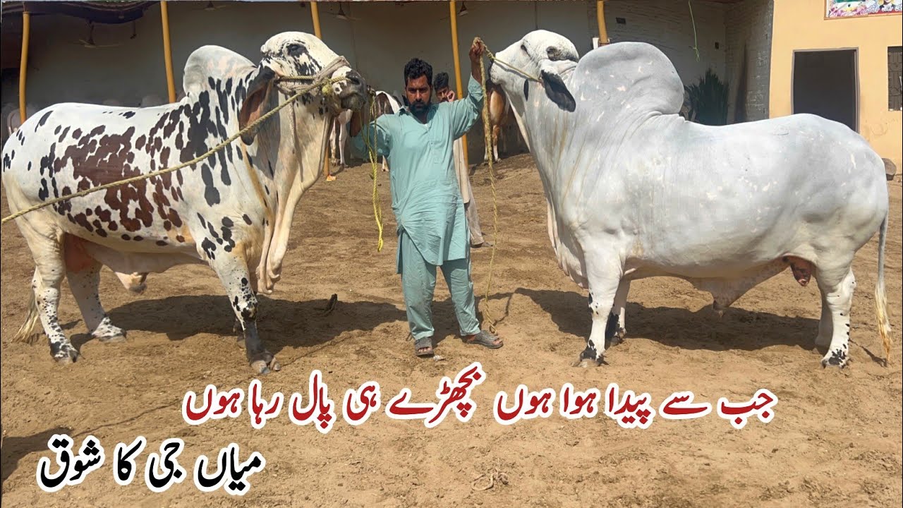 Mian Cattle Farm Bulls Collection Qurbani2024 
