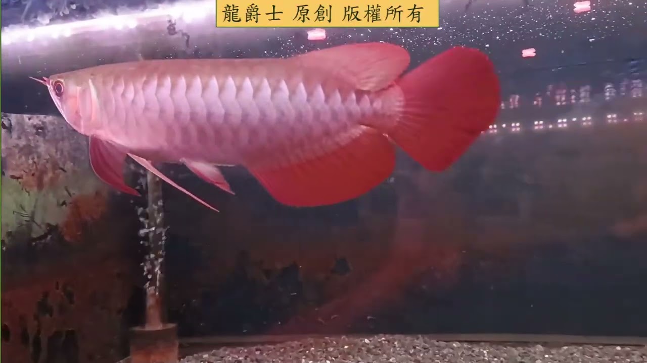 【龍爵士】2023台灣龍魚大展