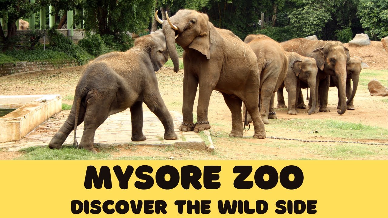 Mysore Zoo : Discover The Wild Side I Sri Chamarajendra Zoological Garden I Mysuru Zoo