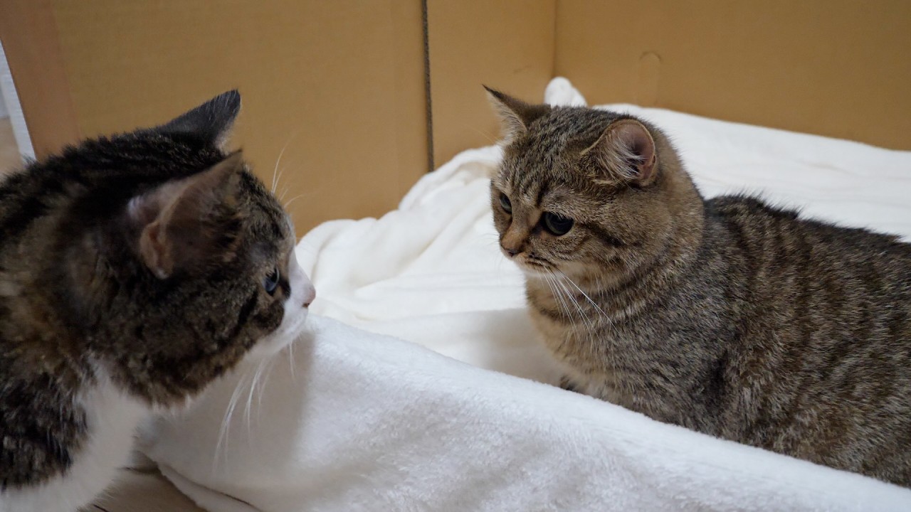 I have an announcement about Lili the cat.