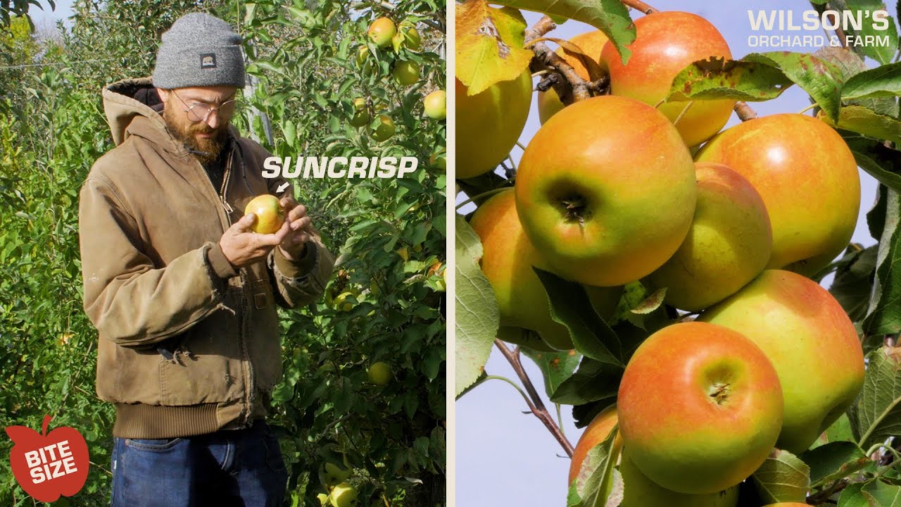 SunCrisp Apples | Bite Size