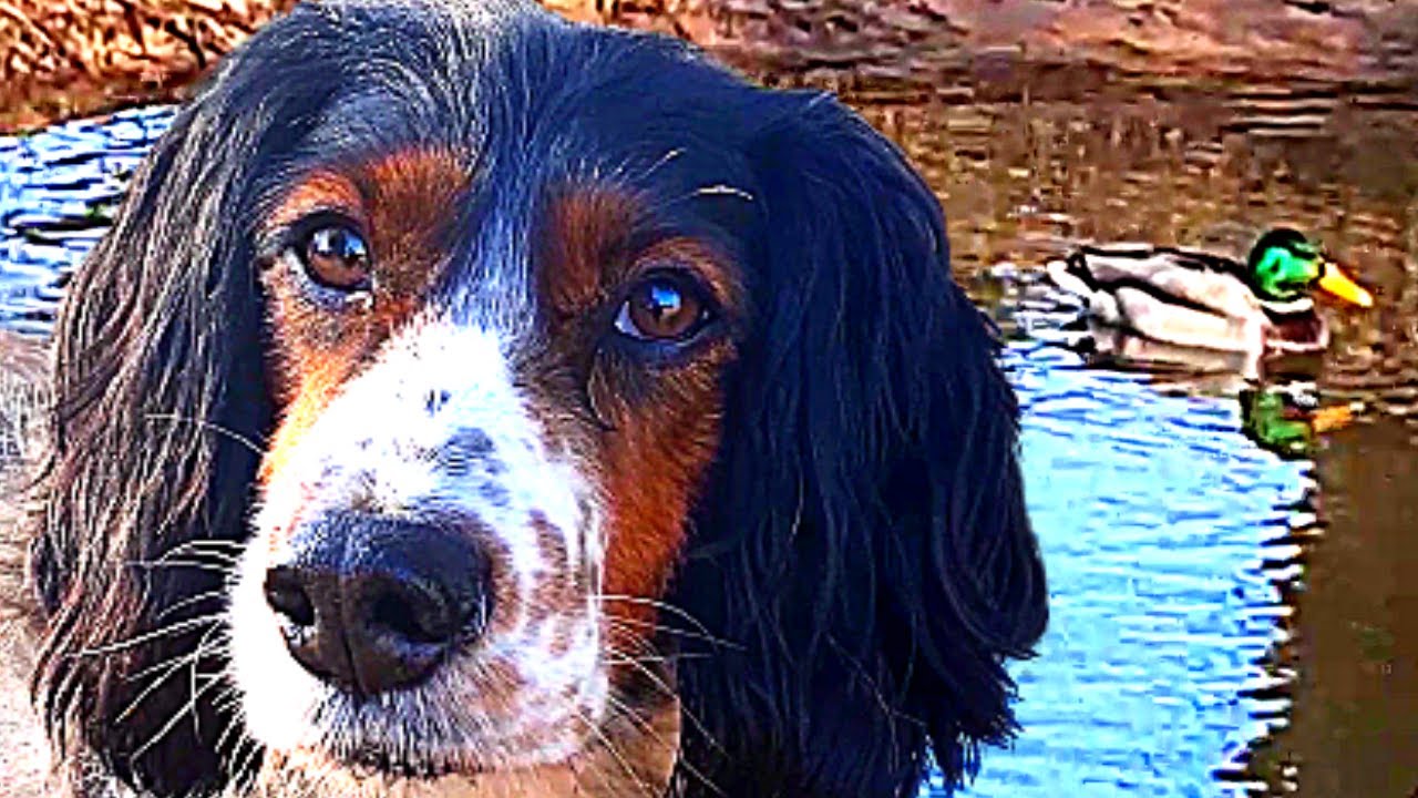 Mon CHIEN de CHASSE ne CHASSE pas (et tant mieux)🐶