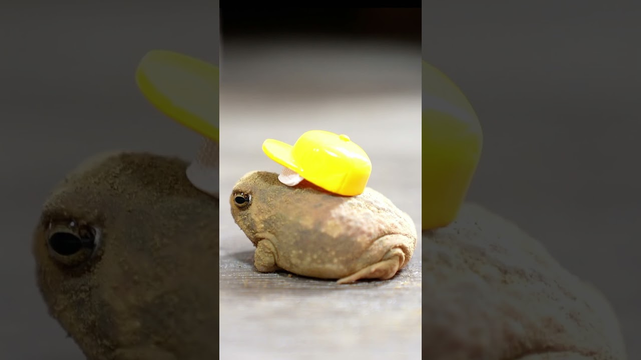 It's fun♪5  #rainfrog #frog #commonrainfrog #shorts