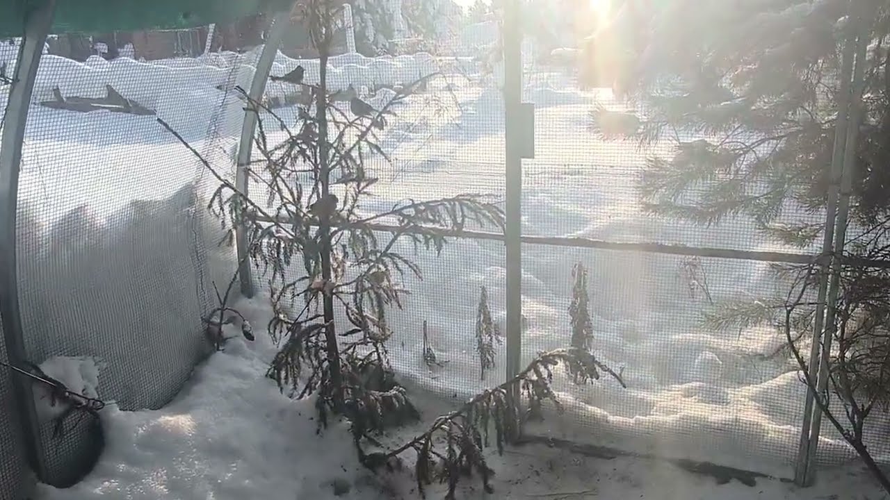 О тяготах жизни скрюченного дятла
