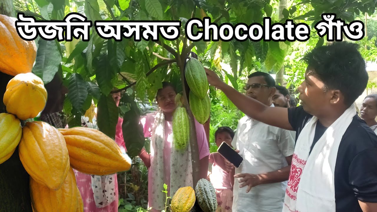 upper Assam chocolate village / Makum/Tinsukia/Assam/chocolate /চকলেট খেতি/ chocolate farmers meetup