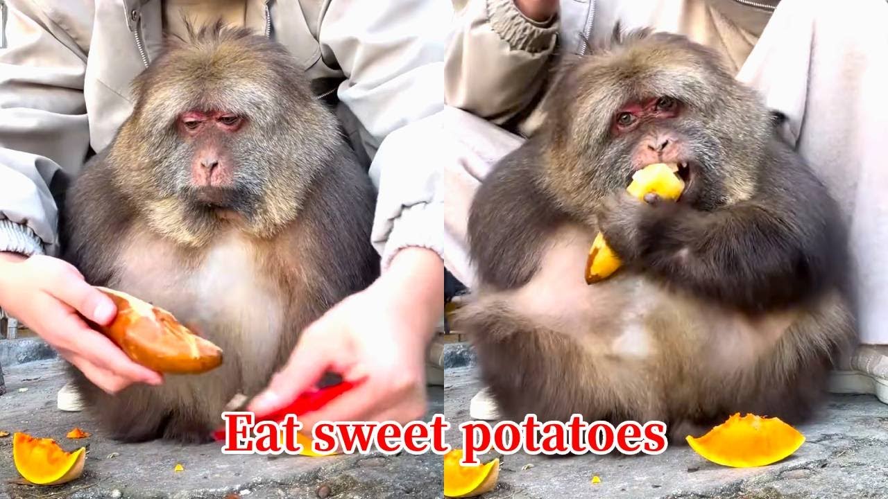 Xingxing: You Have To Take A Bite First Before I Can Eat!