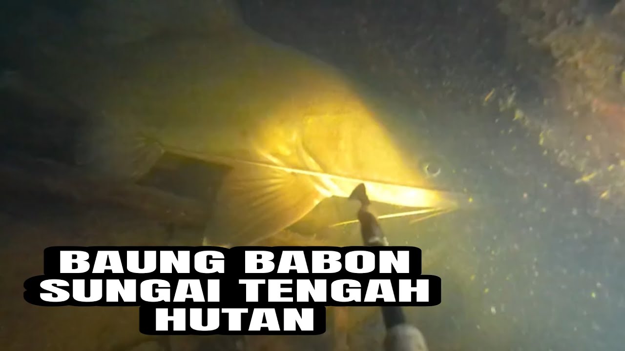 NEMBAK IKAN BAUNG DI TENGAH HUTAN|BEGINI HASILNYA!!!