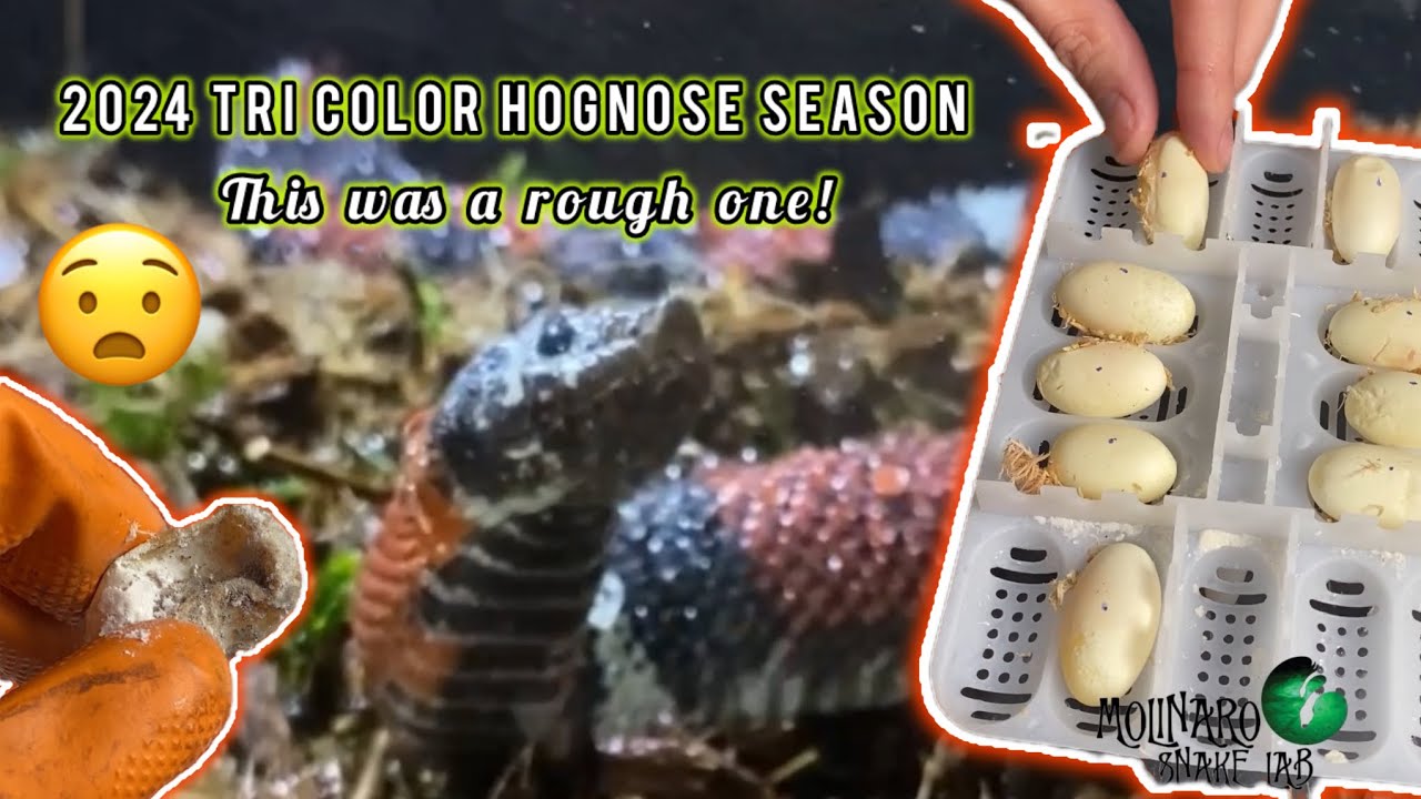 2024 Tri Color Hognose Season