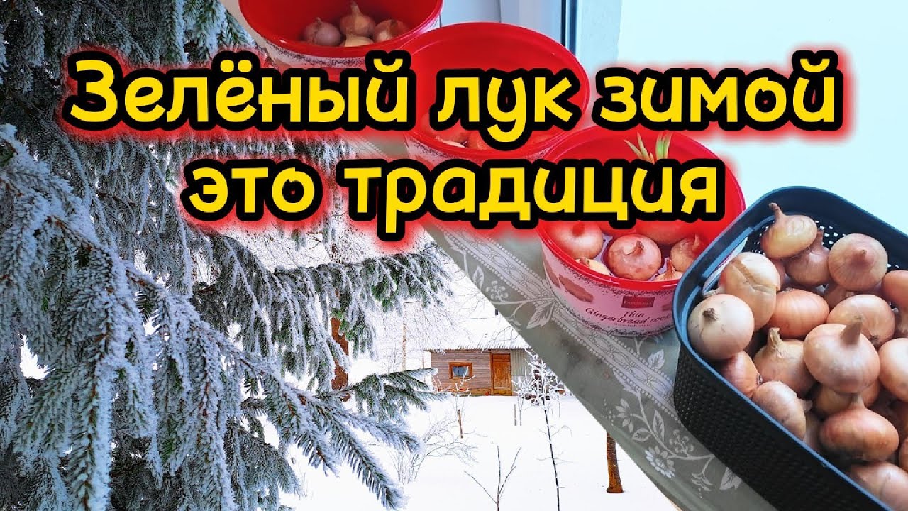 Зимой очень скучаю по теплице и по традиции выращиваю зелёный лук в воде!