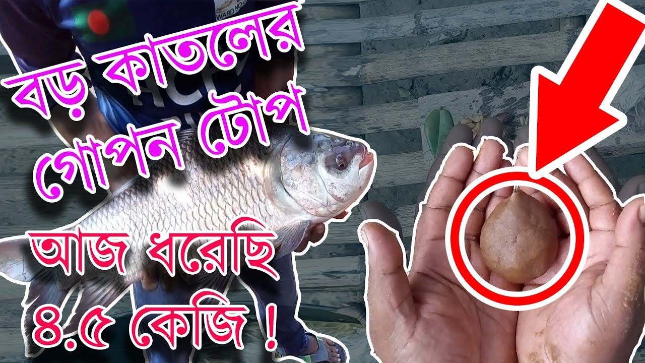 Best Fishing Bait For Big Siamese Carp Catla | বড় কাতল মাছ ধরার বিশেষ টোপ
