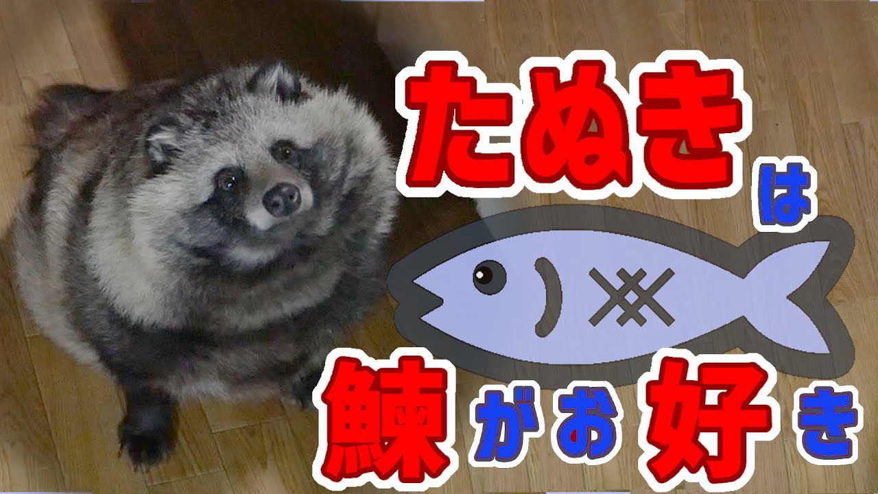 【たぬきと二人暮らし】たぬきは鰊がお好き♪(Herring is Tanuki's favorite food.)