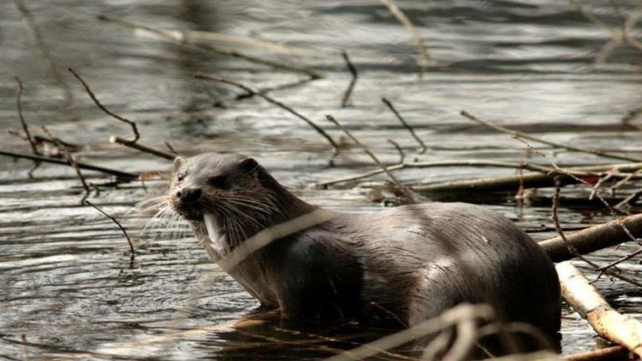 La lontra europea: la specie in via d'estinzione riapparsa in Liguria dopo 40 anni